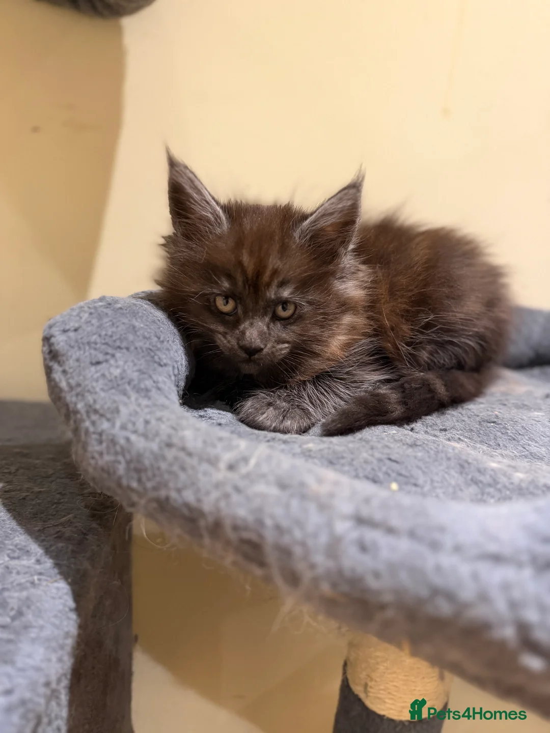 Maine Coon cats for sale: 1 left Purebred Maine Coon Kittens - TICA 🐾 - Advert 25
