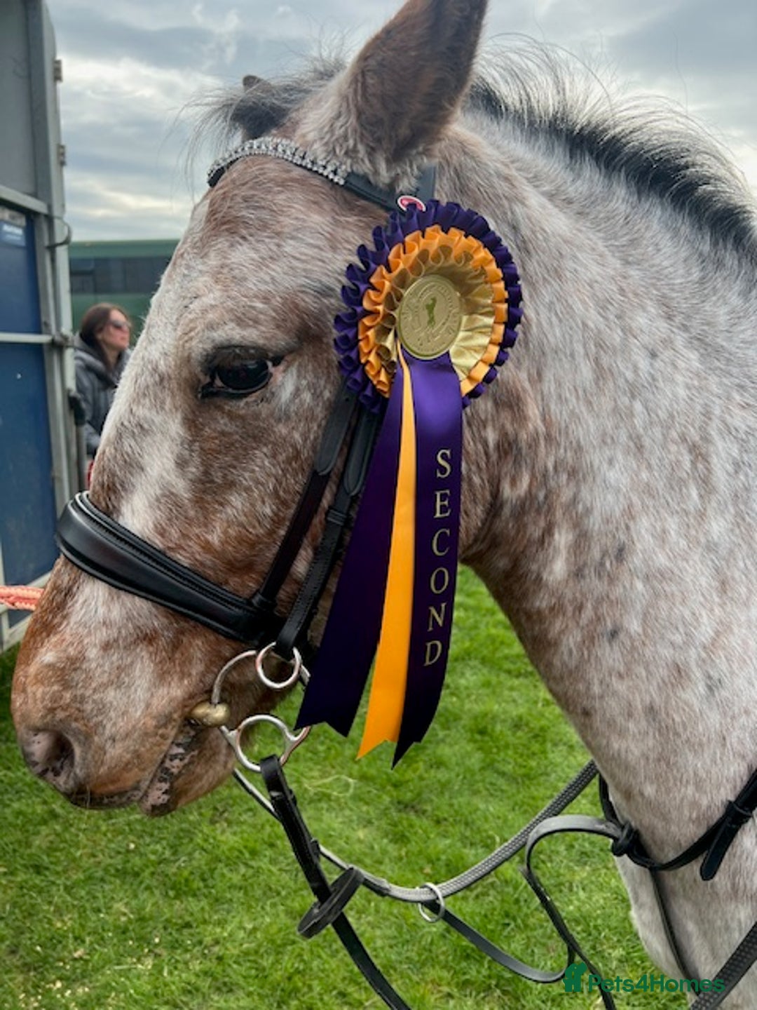 Appaloosa horses for sale: 13.1 hh Appaloosa Mare  - Image 19