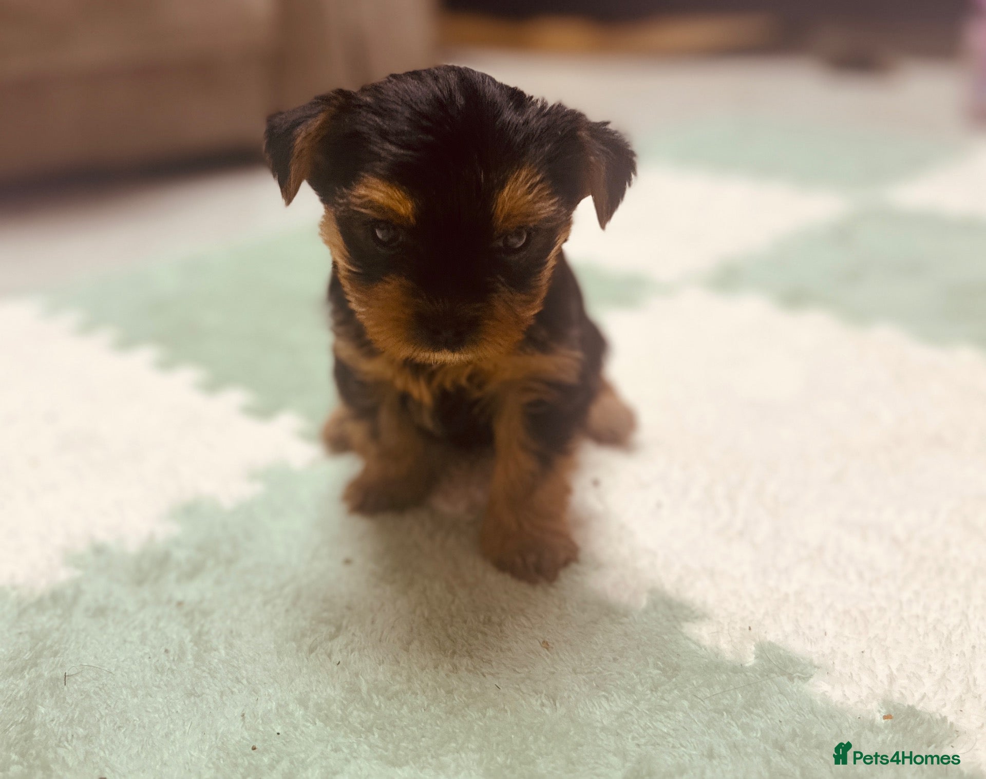 Yorkshire Terrier dogs for sale: 🐾  Beautiful Yorkshire Terrier Puppies  🐾 - Advert 2