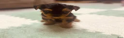Yorkshire Terrier dogs for sale: 🐾  Beautiful Yorkshire Terrier Puppies  🐾 - Advert 1