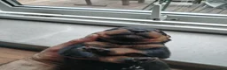 Mixed Breed dogs for sale: Rottweiler x puppys  - Advert 4