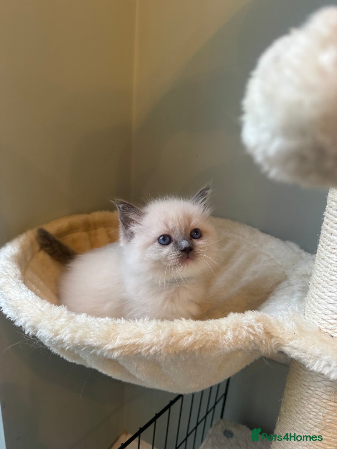 Ragdoll cats for sale: Pure bred blue & lilac point Ragdoll kittens  - Advert 19