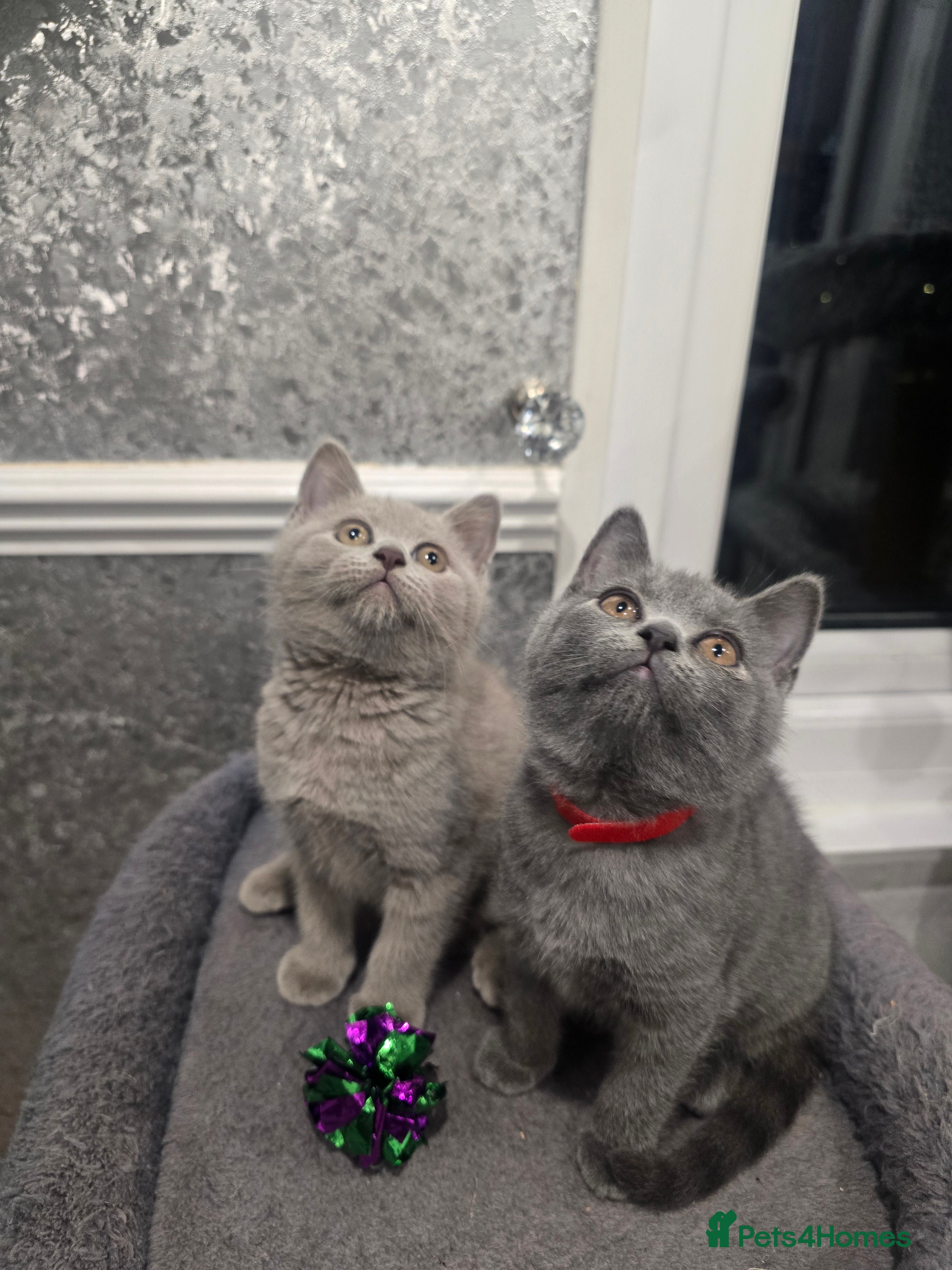 British Shorthair cats 🩷💜READY for their new homes 💜🩷 - Advert 18