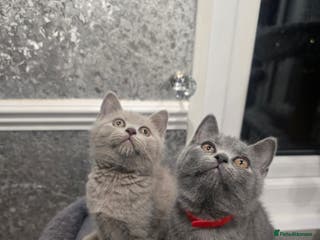 British Shorthair cats 🩷💜READY for their new homes 💜🩷 - Advert 2