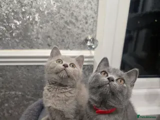 British Shorthair cats 🩷💜READY for their new homes 💜🩷 - Advert 4