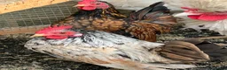 Chickens poultry for sale: 2 Serema cocks 3 months old - Advert 8