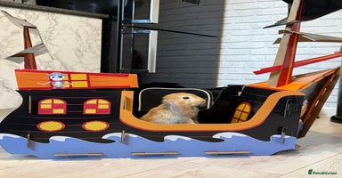 Mini Lop rabbits - Advert 6