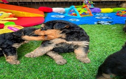 Airedale Terrier dogs for sale: ⭐️⭐️FAMILY REARED KC AIREDALE PUPS⭐️⭐️ - Image 18