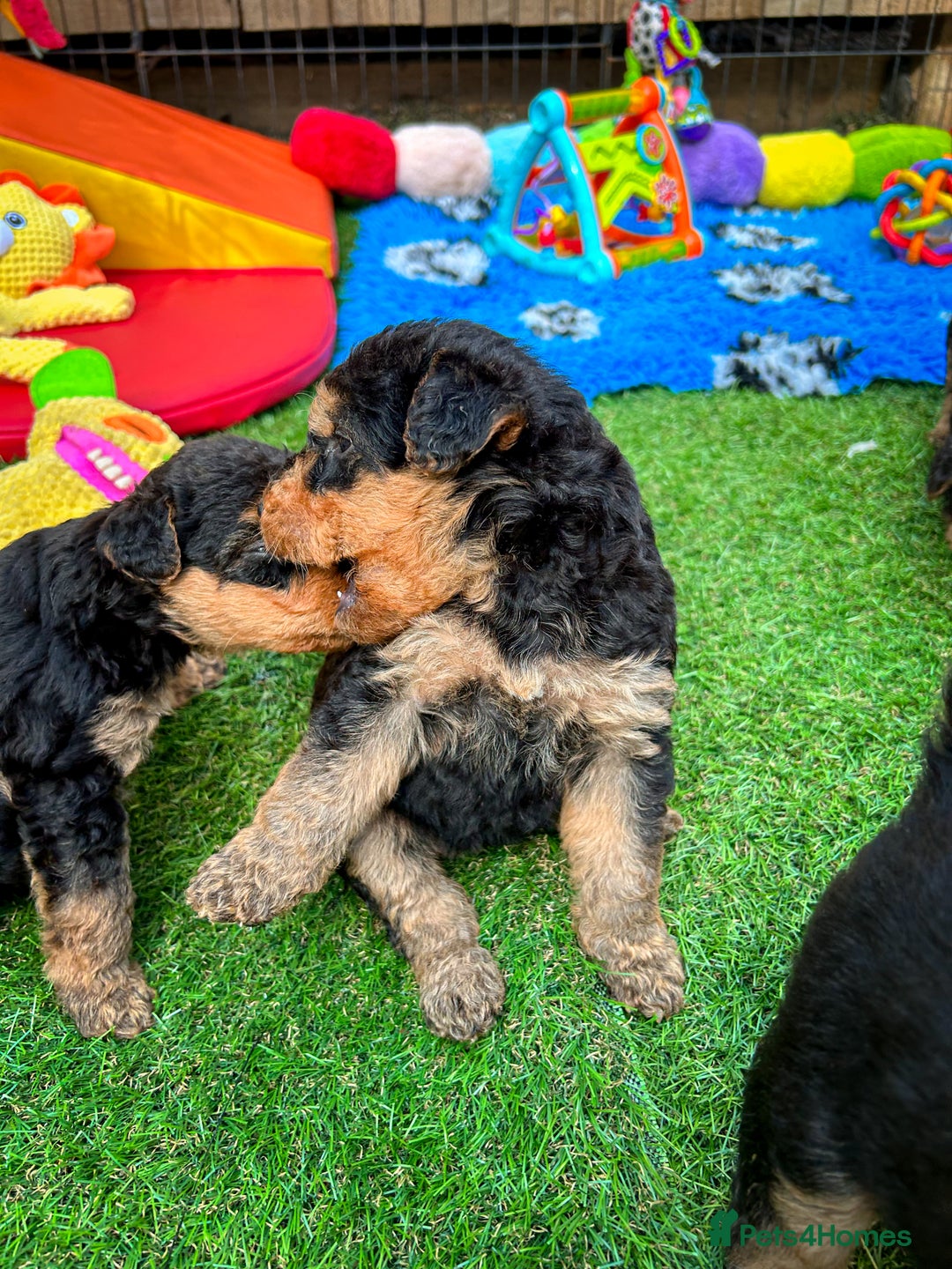 Airedale Terrier dogs for sale: ⭐️⭐️FAMILY REARED KC AIREDALE PUPS⭐️⭐️ - Image 18