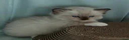 Ragdoll cats for sale: Outstanding TICA reg Ragdoll Male Deep Blue Eyes. - Advert 32