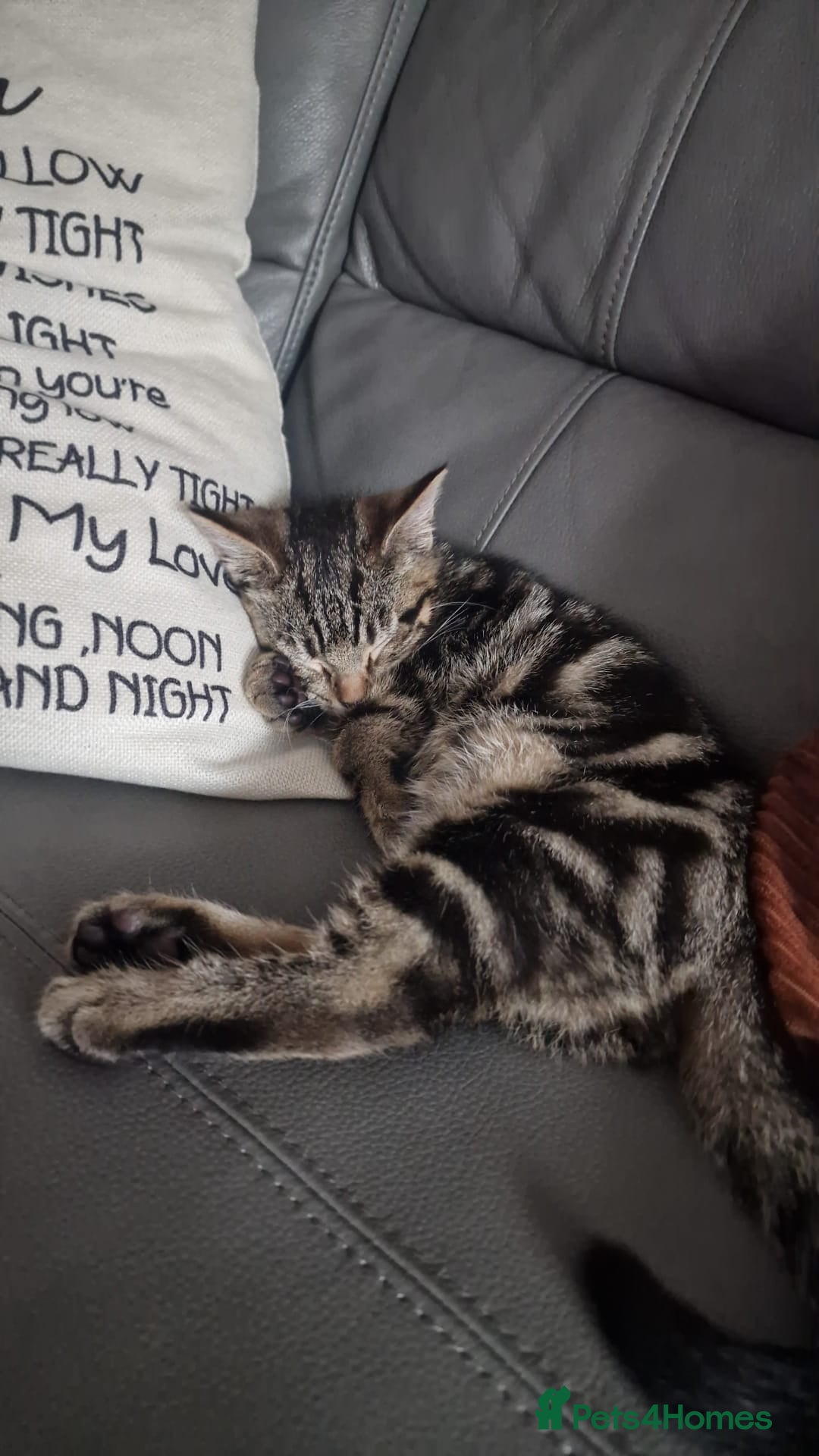 Mixed Breed cats for sale: Gorgeous Bengal X Boy Kitten 😸 💖  - Image 1