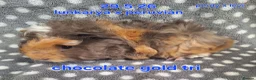 Guinea Pig rodents for sale: Fluffy baby boy male guinea pigs - Advert 8