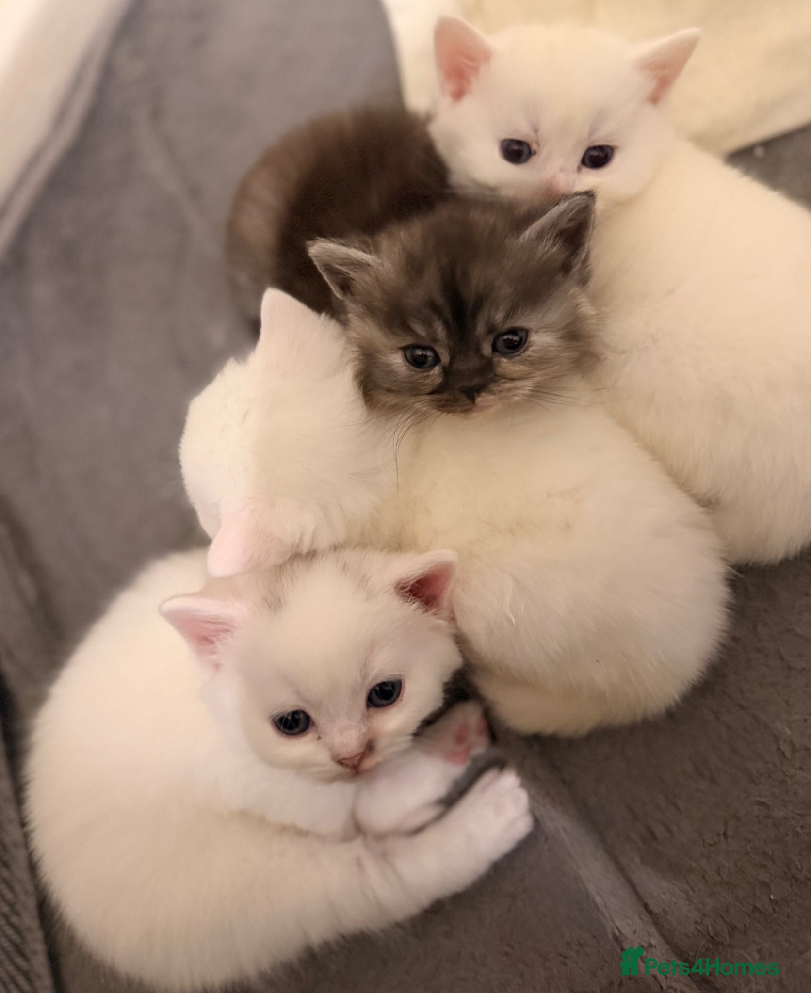 British Shorthair cats Stunning kittens looking for their forever home💙 - Advert 1