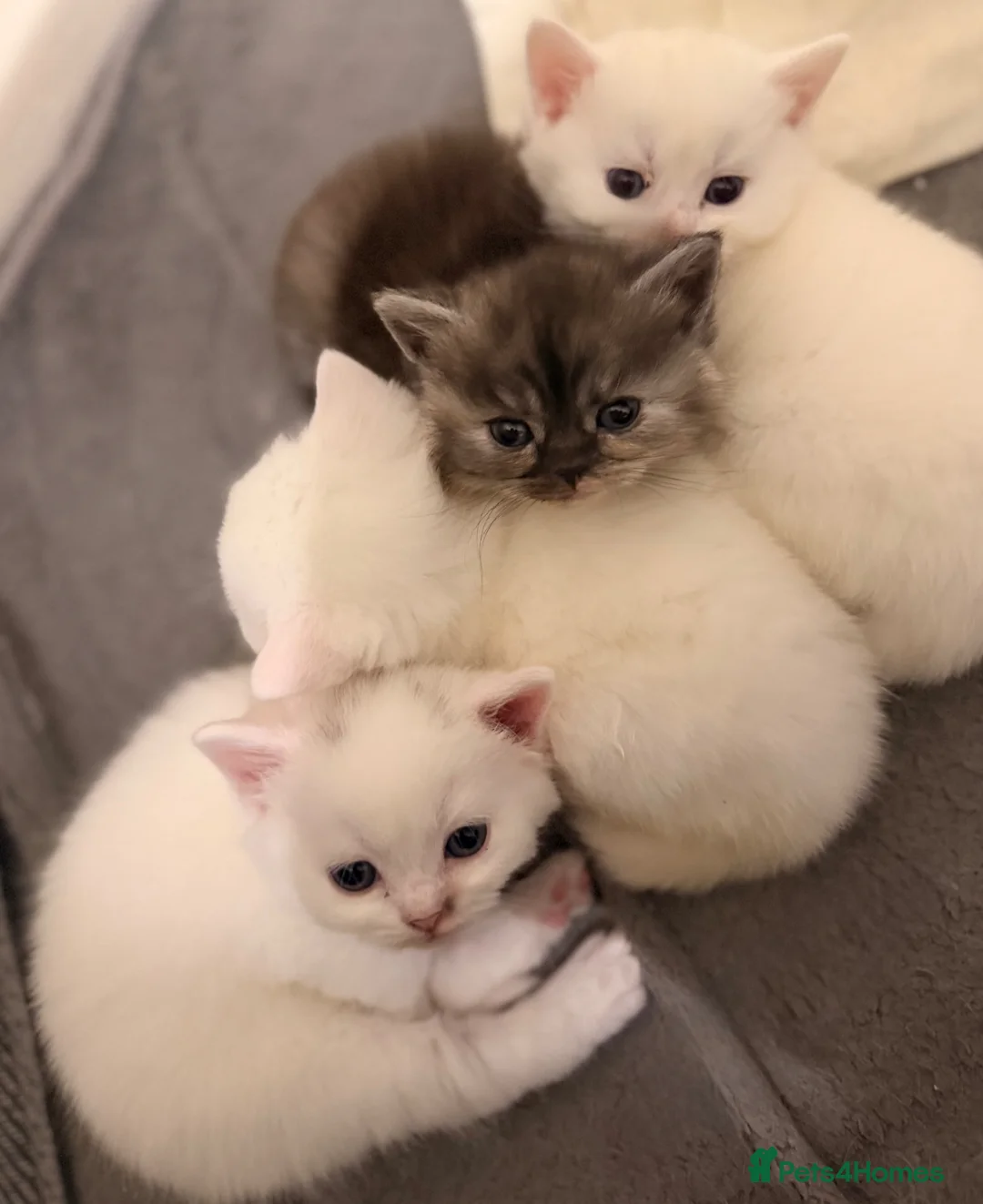 British Shorthair cats for sale: Stunning kittens looking for their forever home💙 - Advert 2