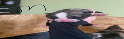 Huskita dogs for sale: 5 BEAUTIFUL HUSKITA PUPPIES - Advert 4