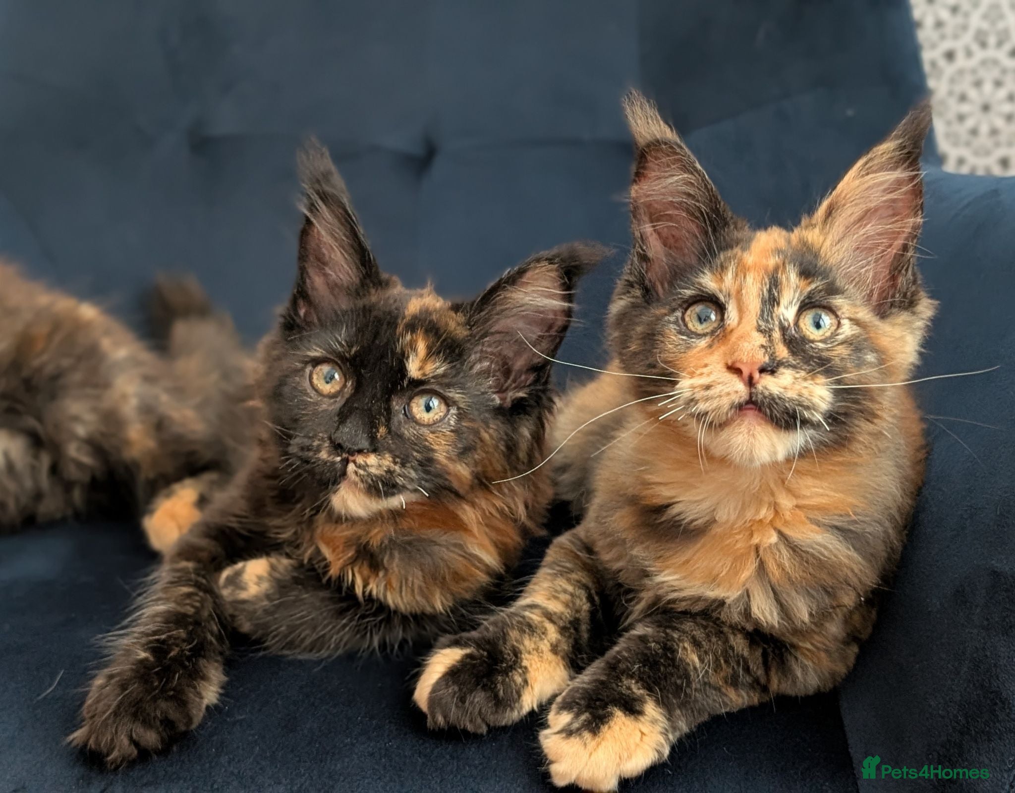 Maine Coon cats Tica Registered Maine coon kittens - Advert 1