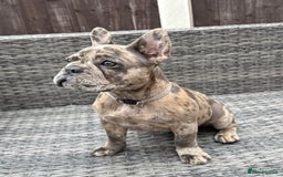 French Bulldog dogs for sale: French Bulldog Puppies with 3 Vaccines Included in Walton-on-Thames - Image 31