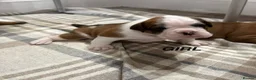 Boxer dogs for sale: Beautiful boxer puppies  - Advert 3