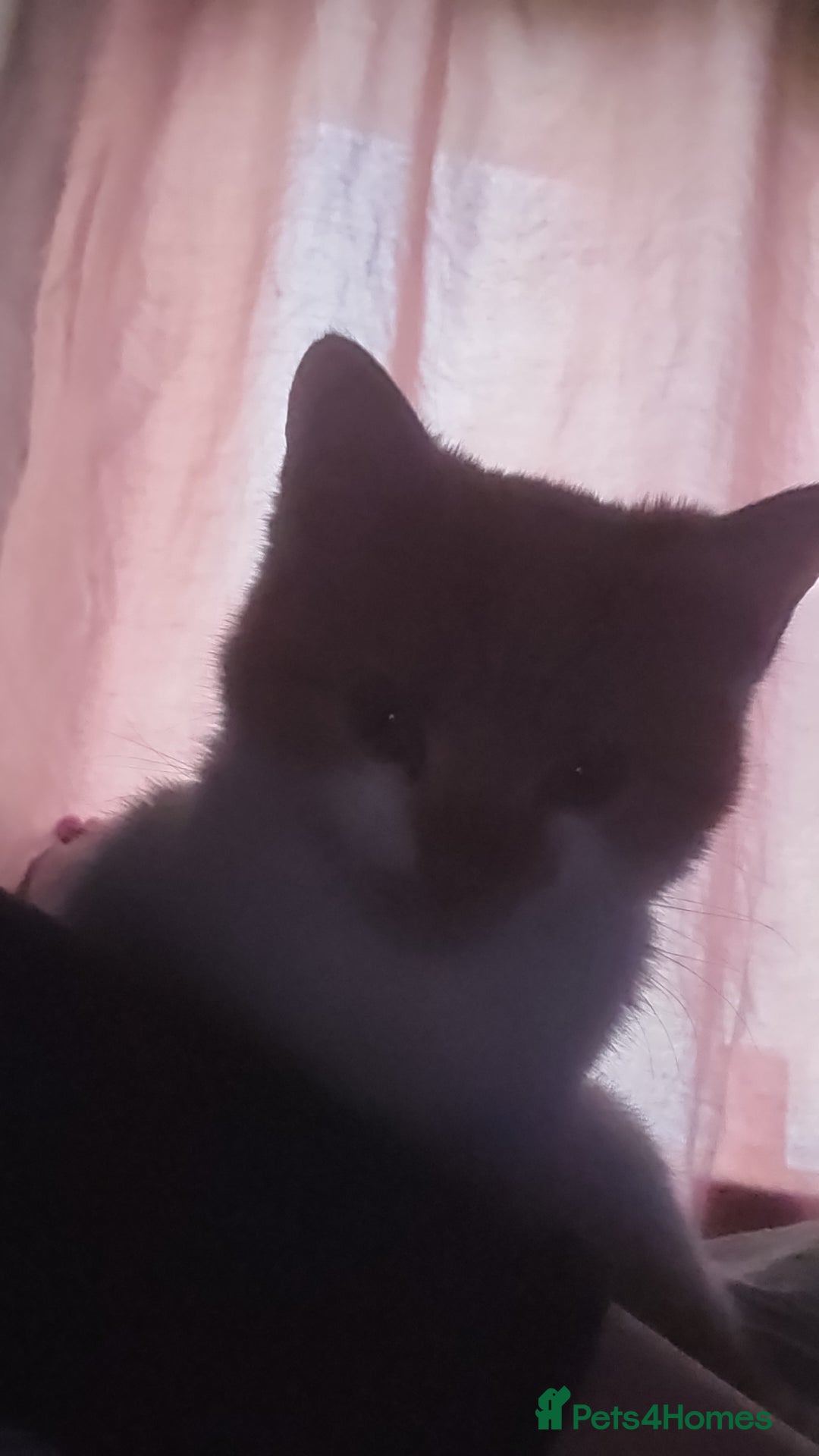 Mixed Breed cats for sale: Female ginger cat - Advert 4