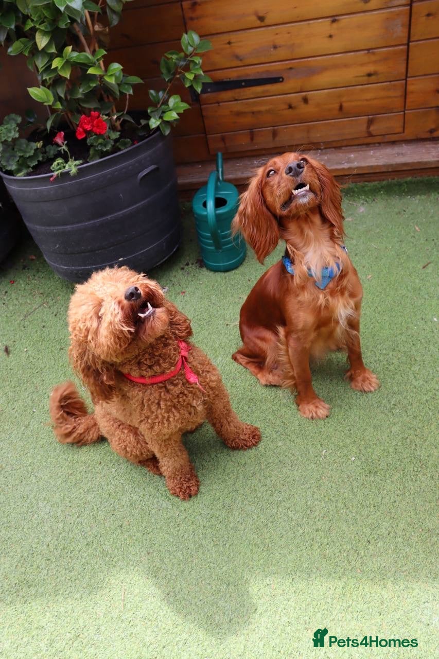 Cockapoo dogs Stunning F1 puppies Champions Bloodlines  - Advert 2