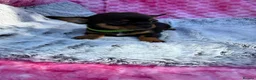 Chihuahua dogs for sale: Beautiful chihuahua puppies - Advert 2
