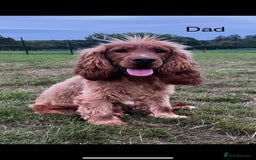 Cocker Spaniel dogs for sale: 🐾Exceptional Show Cocker Spaniels🐾 - Image 8
