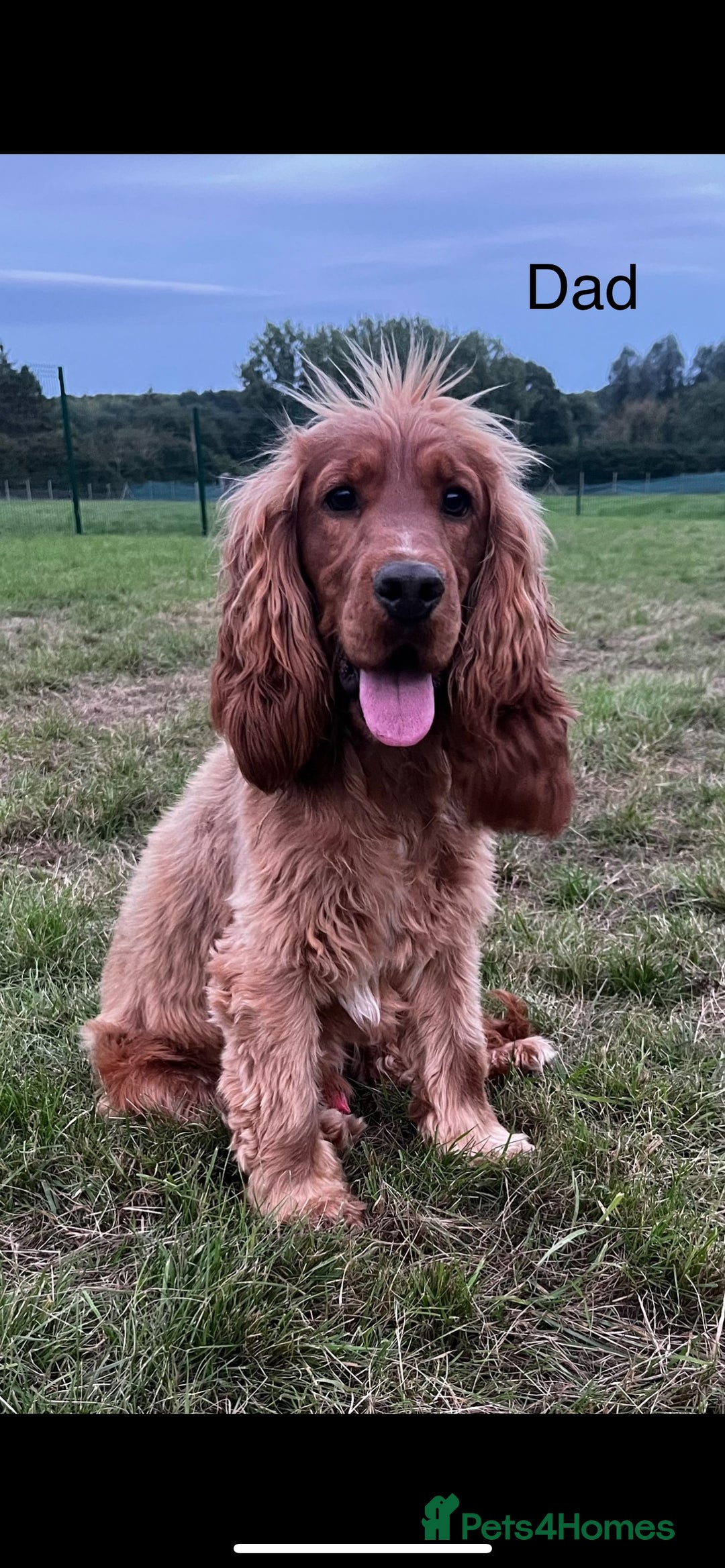 Cocker Spaniel dogs for sale: 🐾Exceptional Show Cocker Spaniels🐾 - Image 8