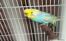 Budgerigars birds for sale: Pair of lovely budgies with large cage for sale  - Image 3
