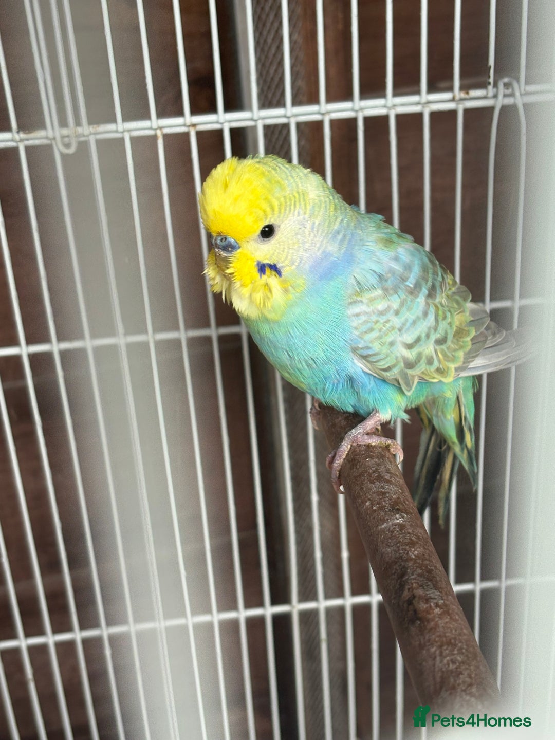 Budgerigars birds for sale: Pair of lovely budgies with large cage for sale  - Image 3