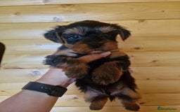 Yorkshire Terrier dogs for sale: Miss Bella and adorable boys - Image 10