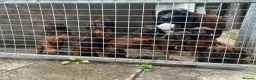 Bavarian Mountain Hound dogs for sale: Bavarian mountain hound pups in Londonderry - Advert 2