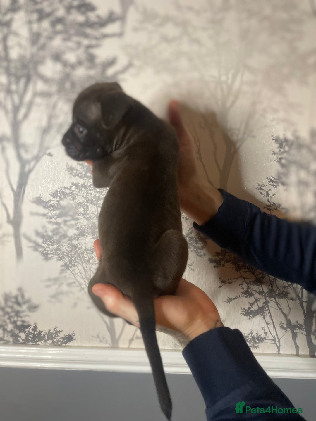 Mixed Breed dogs for sale: Bulldogs for sale  - Image 39