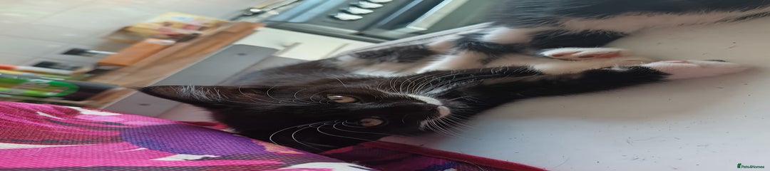 British Shorthair Kitten 2