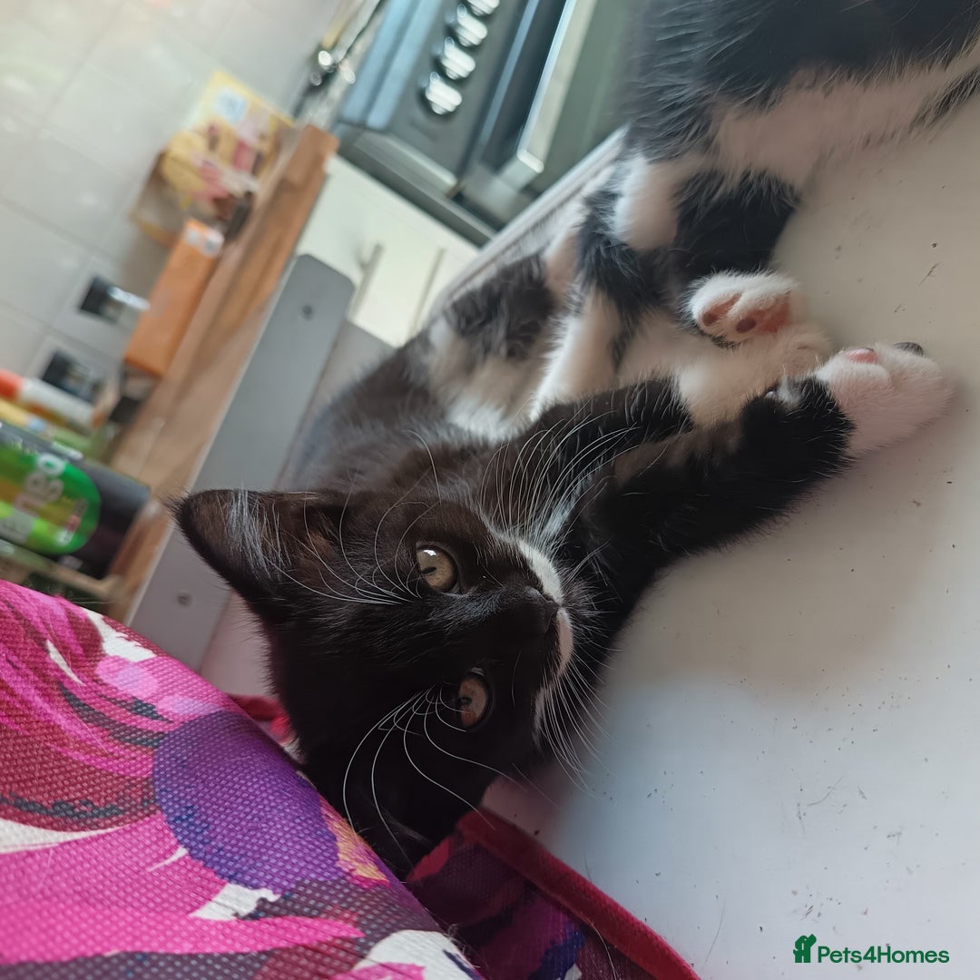 British Shorthair cats for sale: 2 boy half silver tabby half tuxedo - Image 4