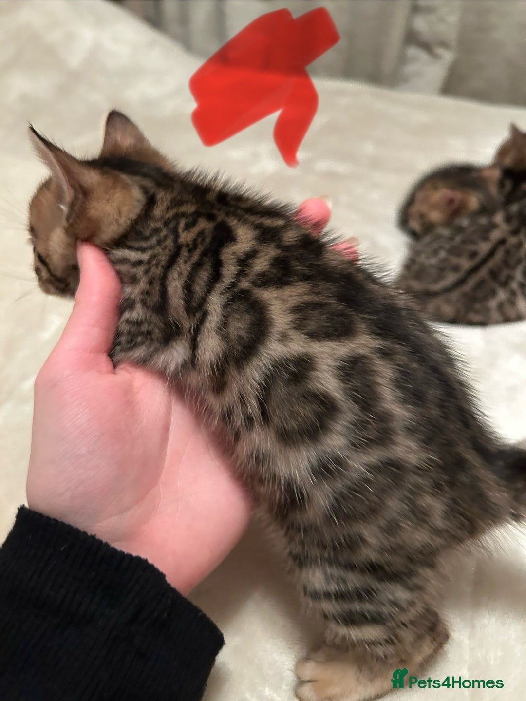 Bengal cats for sale: ❤️ Stunning Bengal Kittens for Reservation ❤️ - Advert 3