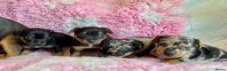Jack Russell dogs for sale: Exquisite Rare Merle & black & tan - Advert 1