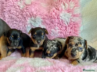 Jack Russell dogs Exquisite Rare Merle & black & tan - Advert 10