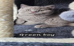 British Shorthair cats for sale: British short hair kittens - Advert 33