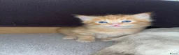 Mixed Breed cats for sale: Mixed breed kittens for sale  in Egham - Advert 16