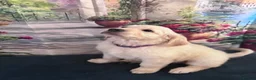 Golden Retriever dogs for sale: Beautiful Golden Retriever puppies - Advert 7