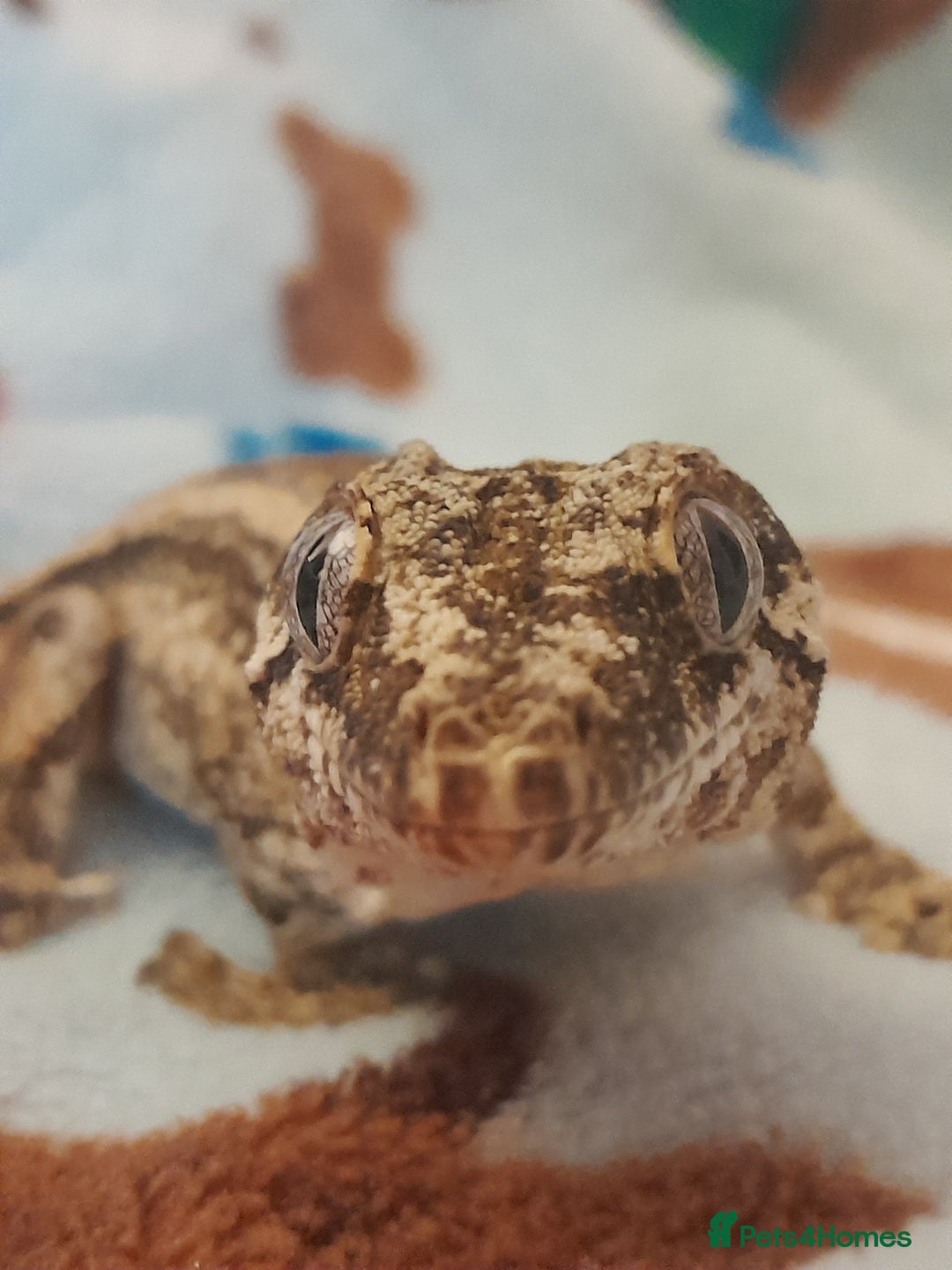 Gecko reptiles for sale: Male gargoyle gecko - Advert 3