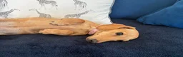 Miniature Dachshund dogs for sale: Smooth haired female mini dachshund pup - Advert 2