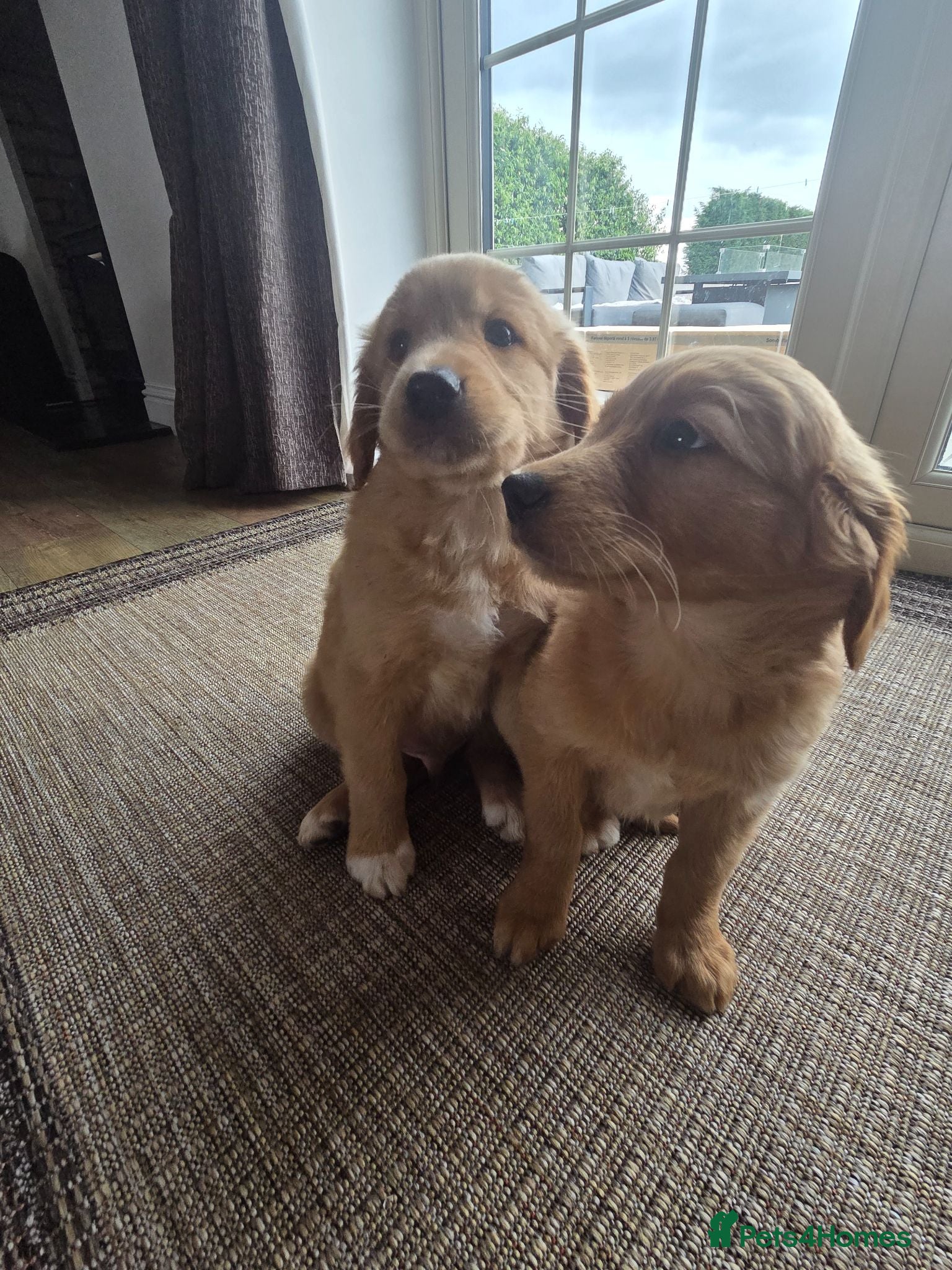 Mixed Breed dogs 💛 beautiful Golden Nova puppies for sale 💛 - Advert 2