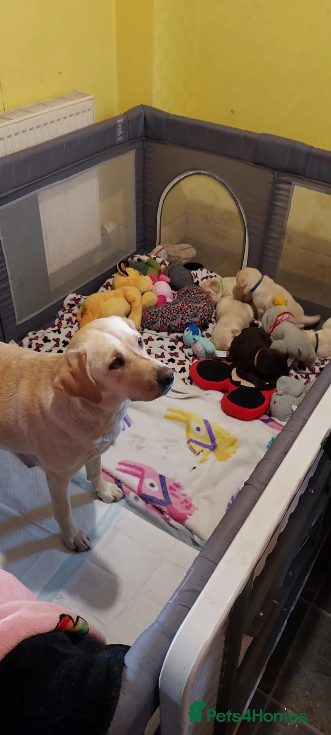 Labrador Retriever dogs for sale: Golden labrador male puppies  - Advert 2