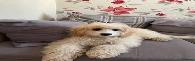 Cavapoo 1