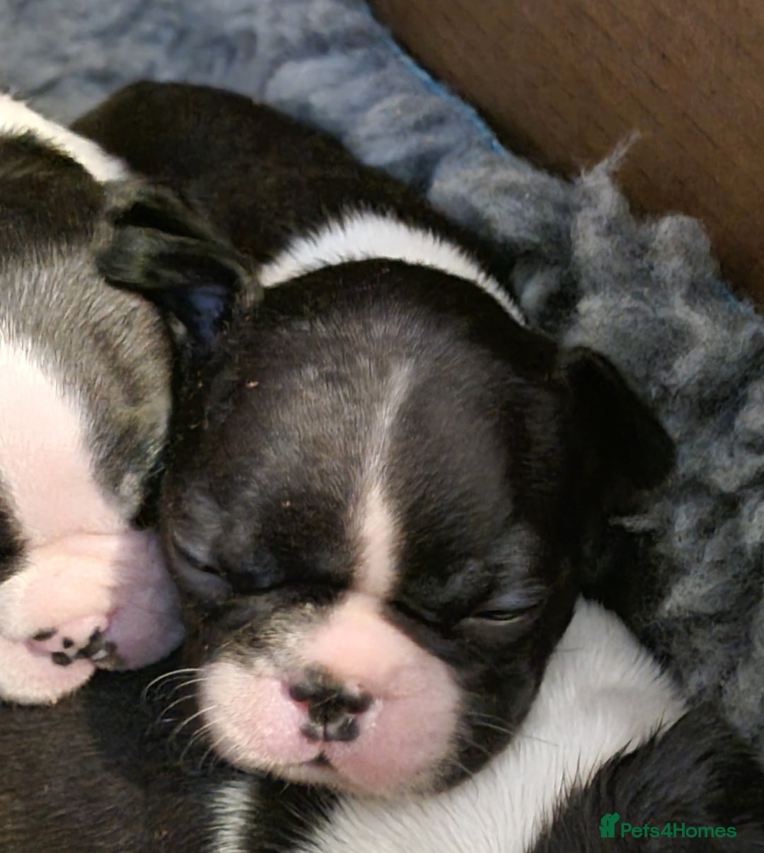 Boston Terrier dogs for sale: Boston Terrier Puppies  - Advert 14