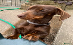 Mixed Breed dogs for sale: Adorable Dachshund x Pomchi Puppies - Image 31