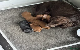 Cockapoo dogs for sale: Cocker spaniel puppy for sale - Image 5