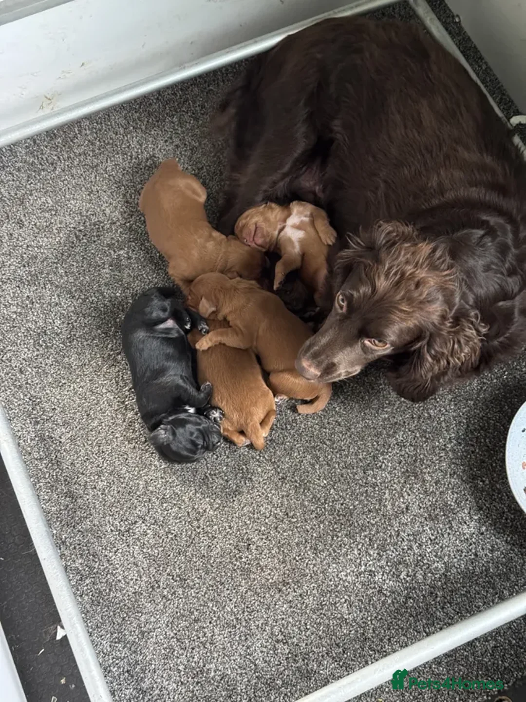 Cockapoo dogs for sale: Cocker spaniel puppy for sale - Image 5
