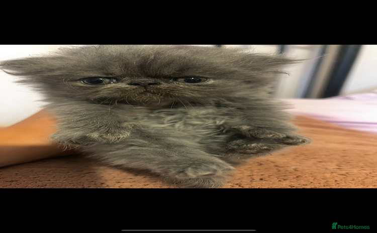 Persian cats - Advert 9